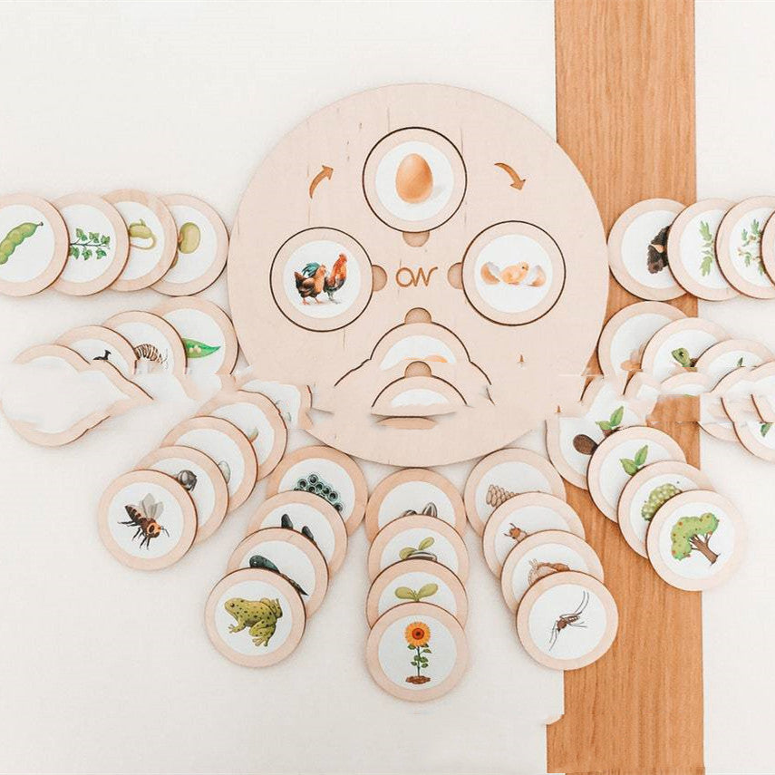 Montessori Life Cycle Tray Play Set - [[{"value":"{{ Babyvera Babyvera  }}"}]]